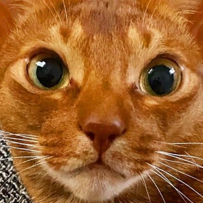 ウォルシュ ジュリアン's profile picture