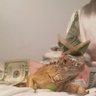 Investing_Iguana profil fotoğrafı