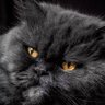 Profilbild von Joms
