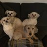 tess's profile picture