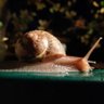 Фото профиля Frang