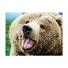 ヒグマ先導師 profil fotoğrafı