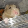 nonたらこω屋さん's profile picture
