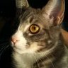 Alondor's profile picture