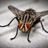 theRealFly's profile picture