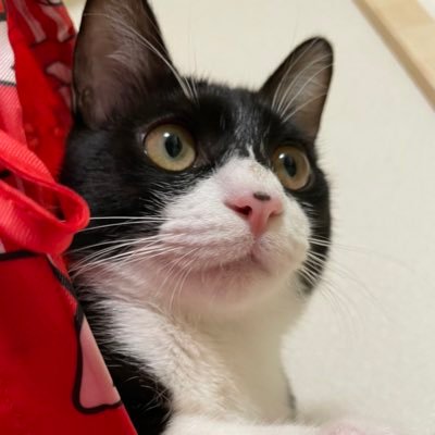 jIcyoBQbkwFz0Za's profile picture