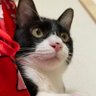 Profilbild von ジェリクル