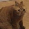 Фото профиля catto gamz