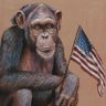 Curious Ape 的头像