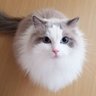 mofu 的头像