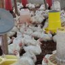 𓃵Richam Farm Poultry𓃵🐔🐔🐔🐔🐔 profil fotoğrafı