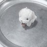 懲罰房チャンネル 的头像