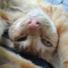 Notaniceguy profil fotoğrafı