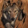 due-diligence's profile picture