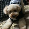トイプードルの銀次郎🐶 的头像