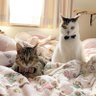 Фото профиля たまたろう🐧2PM