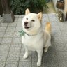 ちょぴん's profile picture