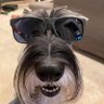 Mimi DeBunker 🍑 🌊🌊 😎Just a Standard Schnauzer 的头像