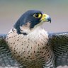 The Hawk 的头像