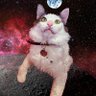 Фото профиля AstroCat