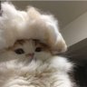 евовеличестводолпаептринадцатый 的头像