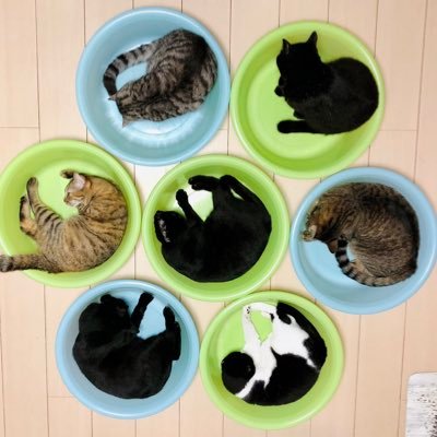猫野四季*'s profile picture