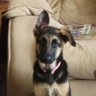 GSDMom 🇺🇸's profile picture