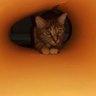 Otaner's profile picture