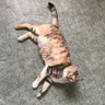 Profilbild von Why are cats so cute?