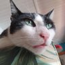 popak's profile picture