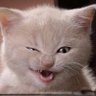 Profilbild von The Smiling Catassin