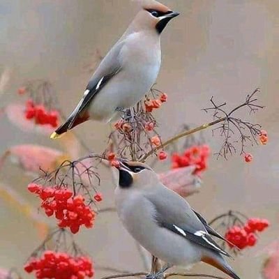 Debra Jebiwot's profile picture