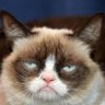 Marisão 🐈☕ profil fotoğrafı