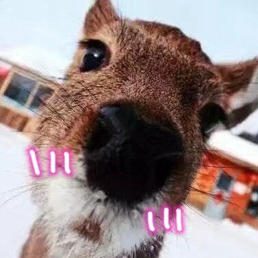 CuteRoeDeer's profile picture