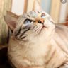 吾輩は猫である profil fotoğrafı