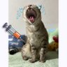 Khaooat Toro profil fotoğrafı