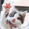 Kitten 的头像