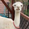 まるでアルパカ🦙's profile picture