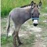 Фото профиля Amigo Meio Burro