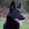 Samuel the Dog's profile picture