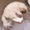 ことり 的头像