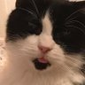Profilbild von bergamotte