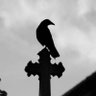 Фото профиля 50 crows in a trenchcoat 🐦⬛