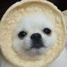 크랑스's profile picture