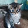 Anak Ilang's profile picture