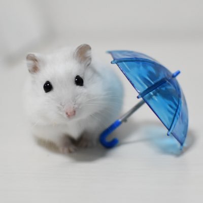 ほわほわのほわ's profile picture