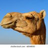 ஒட்டகம் i'm camel (water wizard) 的头像
