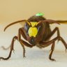 The Nutritional Ecology Lab's profile picture