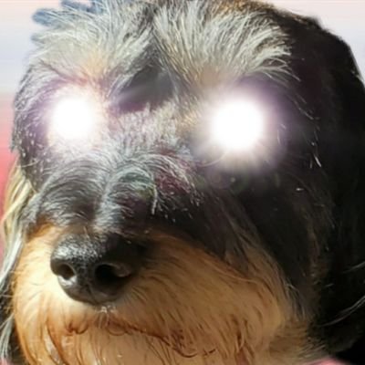 Mrs. Brassenstein's profile picture