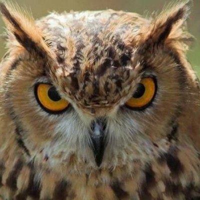Stopjalanterus's profile picture